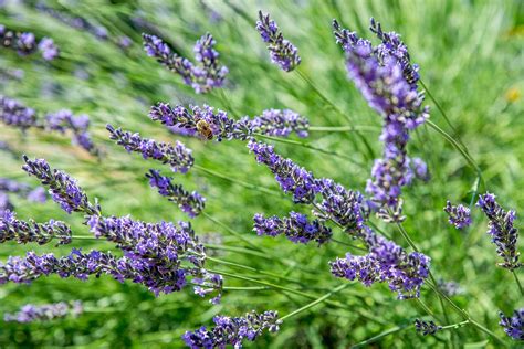 How to Grow And Care for Lavender Flowers