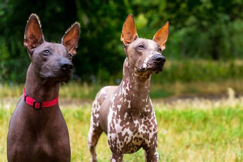 Are Xoloitzcuintli Aggressive