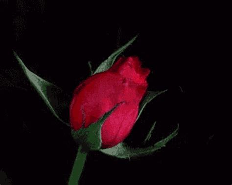 Roses Flower GIF - Roses Flower RedRose - Discover & Share GIFs