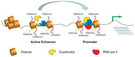 Cells | Free Full-Text | Enhancer Dysfunction in 3D Genome and Disease