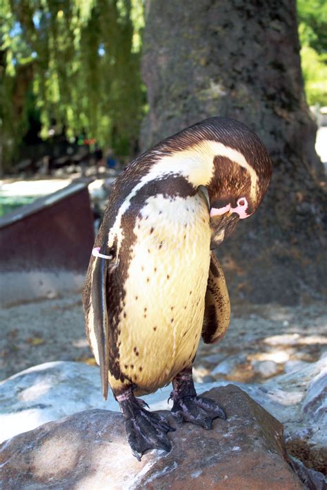 Getting to meet the penguins at ZSL London Zoo was by far one of the ...