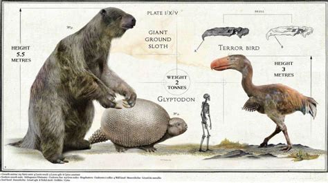 Size comparison of a giant ground sloth, glyptodon, and a terror bird. | Animals | Know Your Meme