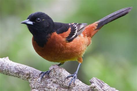 Birds With Orange Plumage Around the World