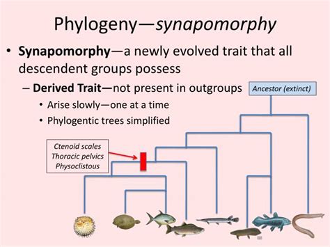 PPT - Review— Evolution and Phylogeny PowerPoint Presentation - ID:1968618