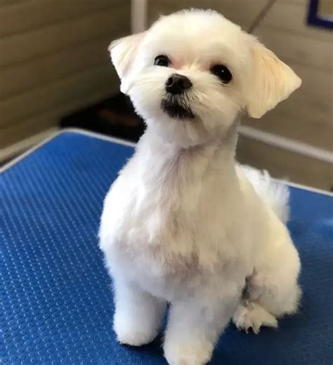 30 Best Maltese Haircuts for Dog Lovers - The Paws | Dog haircuts ...