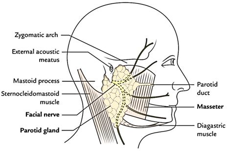 Parotid Region – Earth's Lab