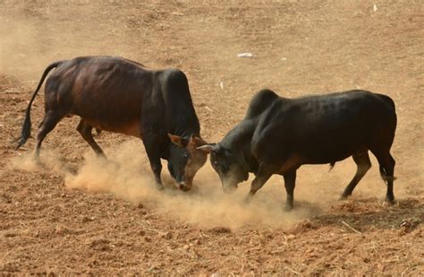 Ancient bull fighting festival in Nepal draws thousands