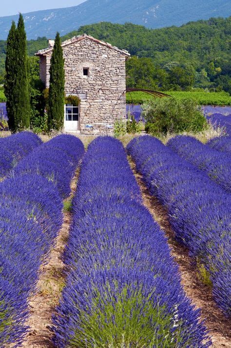 7 Lavender fields - Provence, France ideas | lavender fields, lavender, lavender fields provence