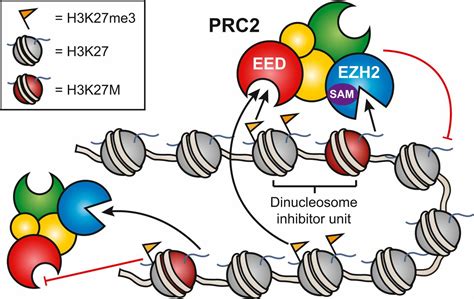 PRC2 engages a bivalent H3K27M-H3K27me3 dinucleosome inhibitor | PNAS