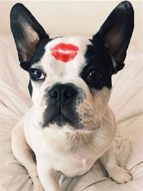 French Bulldog Kisses #buldog | Dog pictures, Cute dog photos, Cute dogs