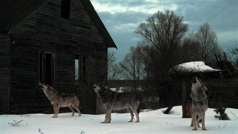 How Chernobyl became an ‘accidental wildlife sanctuary’ – The Irish Times