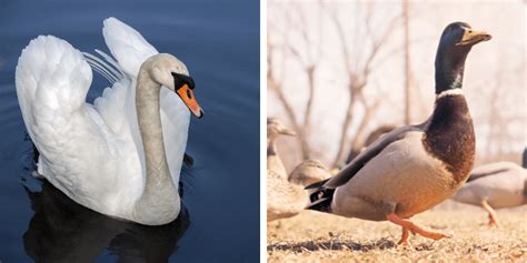 Duck vs Swan: 7 Differences | Farming Base