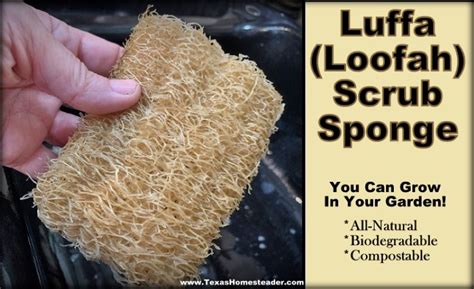 Luffa Sponge Scrubber is Biodegradable | ~ Texas Homesteader