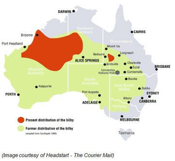 Greater Bilby - Threatened Habitats in Australia