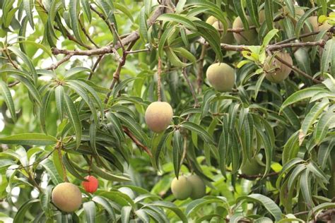 Mango Farming in Mexico: How to Start, Planting to Harvesting, and ...