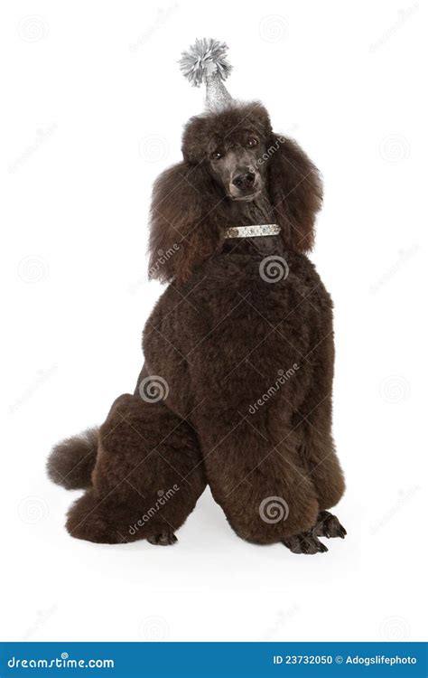 Standard Black Poodle Wearing Party Hat Stock Photo - Image: 23732050