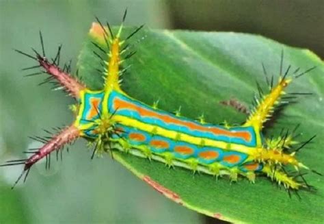 Ten of the Worlds Most Amazing Caterpillars You'll Ever See in 2020 | Caterpillar, Bugs and ...