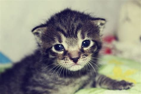 sad_kitten - Veterinary Clinic Kovan, Serangoon