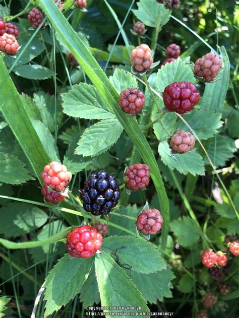 Rubus: Plant Care and Collection of Varieties - Garden.org