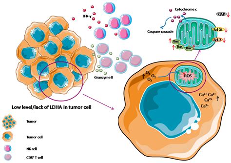 IJMS | Free Full-Text | Unappreciated Role of LDHA and LDHB to Control Apoptosis and Autophagy ...