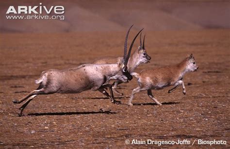 Tibetan Antelope | Animals Wiki | Fandom