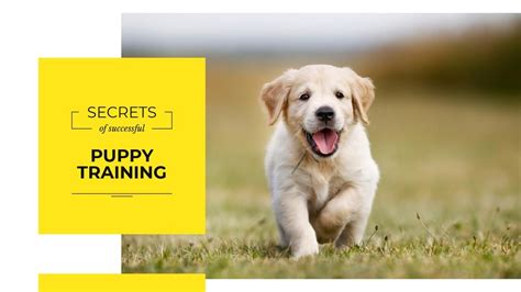 Online Presentation, Puppy Training, Online Training, The Secret, Golden Retriever, Success ...