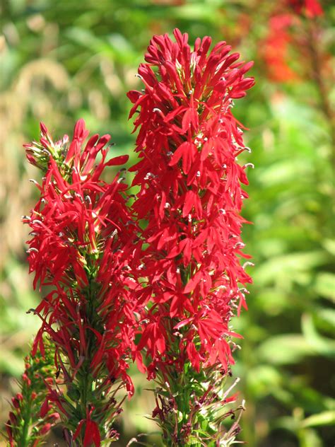 Cardinal Flower – Star Seed Inc.