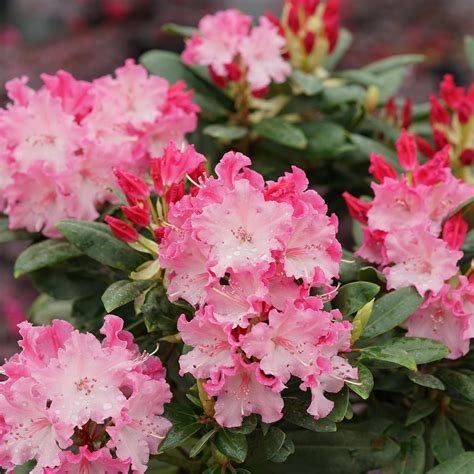 DANDY MAN COLOR WHEEL® Rhododendron - Garden Crossings