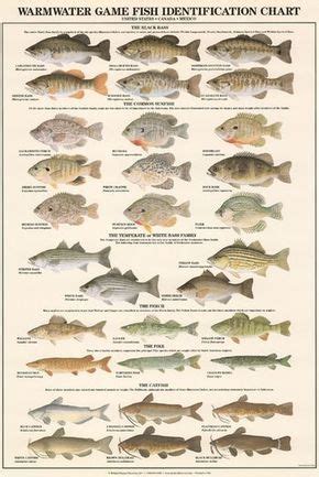 Warm water Game Fish ID Chart (To order: http://www.nature-discovery ...