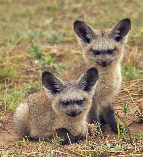 Bat Eared Fox kits - Bat-eared foxes use these specialized ears to locate termites, dung beetles ...