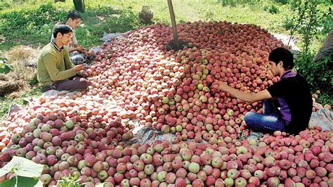 Kashmiri apples, now infused with a touch of Europe