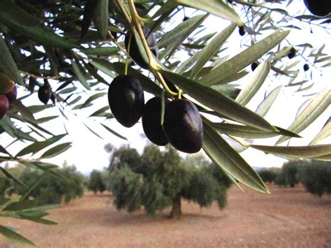 Variedades de aceitunas, subespecies de olivos cultivables | Esencia de Olivo - Aceite de Oliva