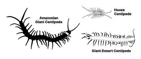 Amazonian Giant Centipede (Scolopendra gigantea) Dimensions & Drawings | Dimensions.com