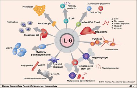 Interleukin 6, IL6 Serum Test | Second Opinion Physician