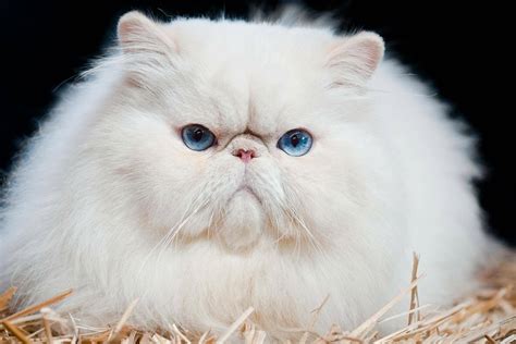 Persian cat breed description, characteristics, appearance, history ...