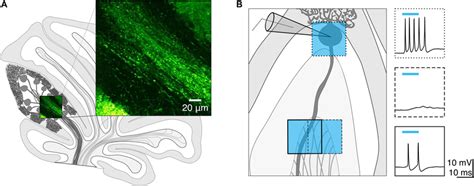 Channelrhodopsin-2 expression in Purkinje cell axons. (A) Schematic of ...