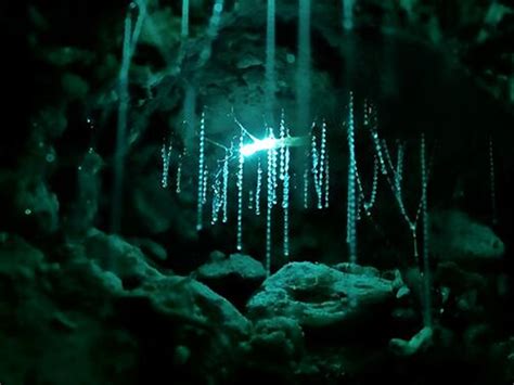 Your Guide to the Most Spectacular Glow Worm Caves in New Zealand ...