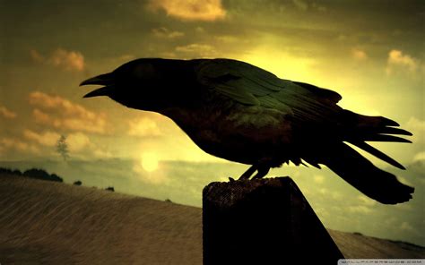 Raven Wallpapers - Top Free Raven Backgrounds - WallpaperAccess