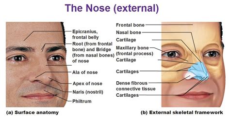 Nose Anatomy