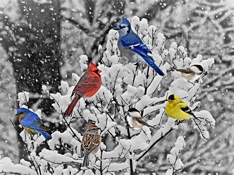 Winter Birds Digital Art by Carmen Macuga - Pixels