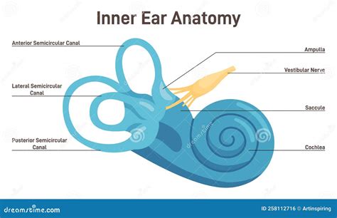 Inner Ear Anatomy. Vestibular System Organ Stock Vector - Illustration of hair, middle: 258112716