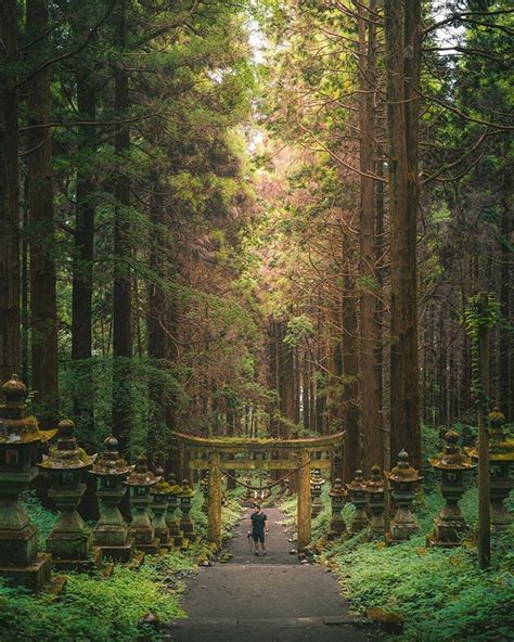 The Forest of Kumamoto Prefecture on Kyushu. The Kamoshikimi Kumanoimasu Shrine. | Japan tourism ...