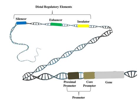 Schematic representation of typical gene regulatory region. | Download Scientific Diagram