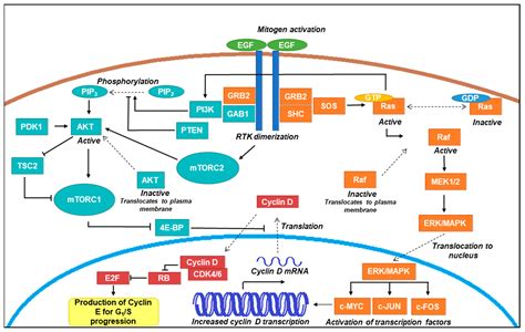 IJMS | Free Full-Text | Proliferation and Apoptosis Pathways and Factors in Oral Squamous Cell ...