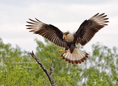 South Texas Photography Trip » Focusing on Wildlife