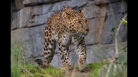 Asian Leopards Habitat With Catwalks Opens at the San Diego Zoo - YouTube