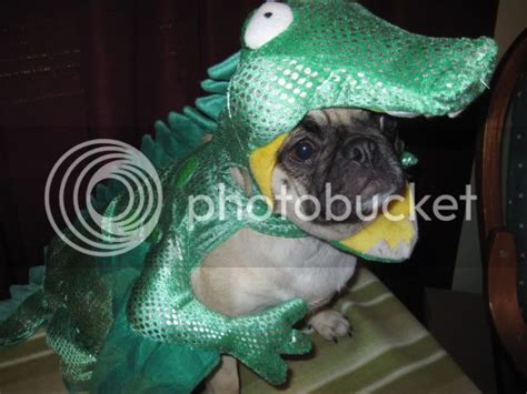 Pugs In Costume