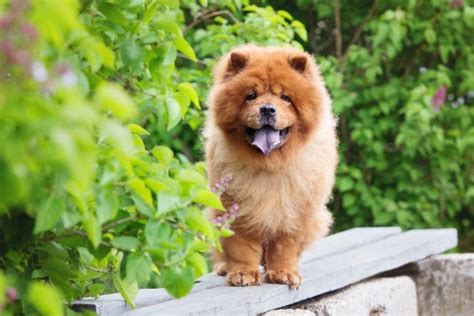 100+ Chow Chow Names: Ideas for Fluffy & Comforting Dogs | Hepper