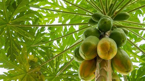 How To Successfully Grow A Papaya Tree