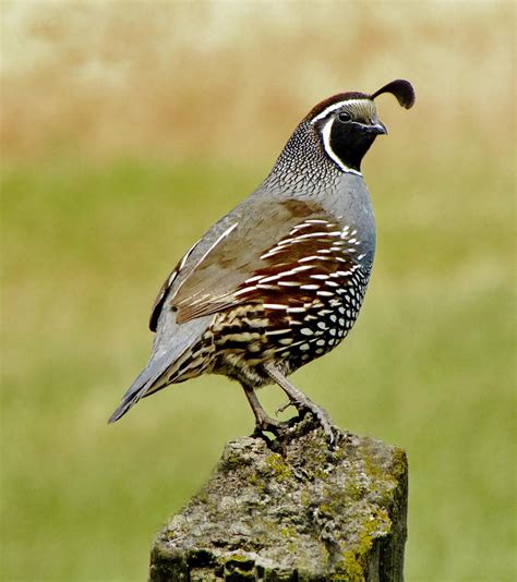 California Quail | Animals Wiki | Fandom